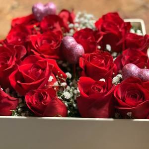 Meet your Posher, Gracie